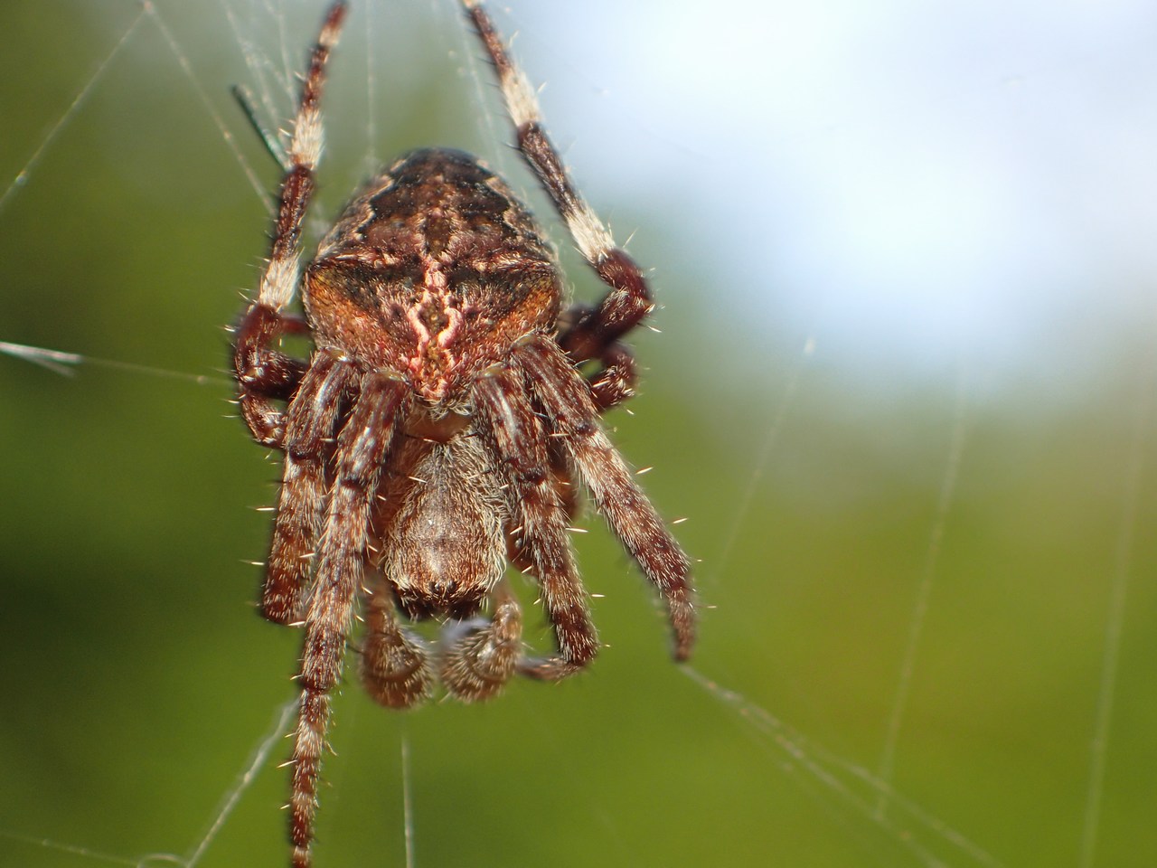 Araneus angulatus Araneus angulatus